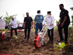 Wapres Tanam Jagung dan Kedelai di Purwakarta, Gunakan Metode Tumpang Sari