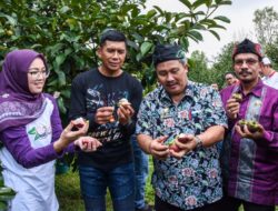 Manggis Wanayasa Kuasai Pasar Internasional
