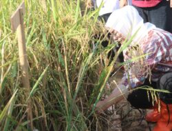 Jaga Ketahanan Pangan Nasional, Bupati Anne Cegah Lahan Pertanian di Purwakarta Berubah Fungsi