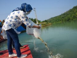 Permintaan Pasar Nasional Melimpah, Bupati Anne Dorong Peningkatan Produksi Ikan Air Tawar Purwakarta