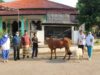 Iduladha 1444 H, RS Siloam Purwakarta Salurkan Satu Ekor Sapi untuk Warga