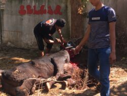 STIE Muttaqien Purwakarta Kurban Dua Ekor Sapi