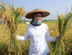 Produksi Beras Purwakarta Semester Pertama 2023 Capai Ratusan Ribu Ton
