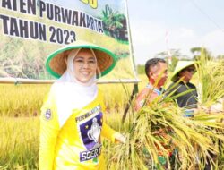 Purwakarta Siapkan Ribuan Hektar Sawah untuk Produksi Beras Nutri Zinc Bagi Penderita Stunting