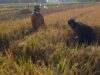 Kabar Baik, Kabupaten Purwakarta Surplus Beras