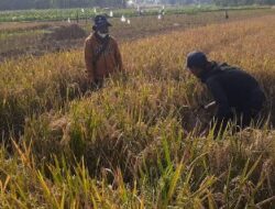 Kabar Baik, Kabupaten Purwakarta Surplus Beras