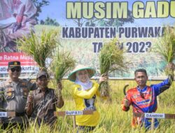 Panen Raya Sukses, Purwakarta Daerah Surplus Pangan Di Jawa Barat