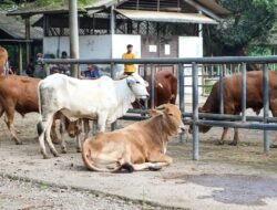 Pasca Kasus Antraks, Bupati Purwakarta Kaji Pembukaan Kembali Empat Pasar Ternak Terbesar di Jabar