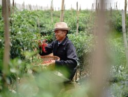 Benih Unggul dan Adopsi Teknologi Jadi Rahasia Sukses Petani
