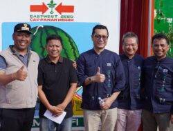 Lampung Kian Mengukuhkan Diri sebagai Sentra Semangka Nasional, Salah Satunya Berkat AMARA F1 dari Ewindo