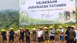 Kajari Purwakarta dan Bupati Kompak Turun ke Sawah, Jagaraksa Tatanen Wujud Hadirnya Kejari di Tengah Masyarakat
