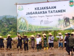 Kajari Purwakarta dan Bupati Kompak Turun ke Sawah, Jagaraksa Tatanen Wujud Hadirnya Kejari di Tengah Masyarakat